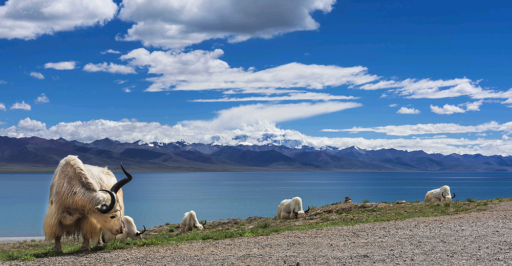 チベット ヤムドォク湖(羊卓雍措)