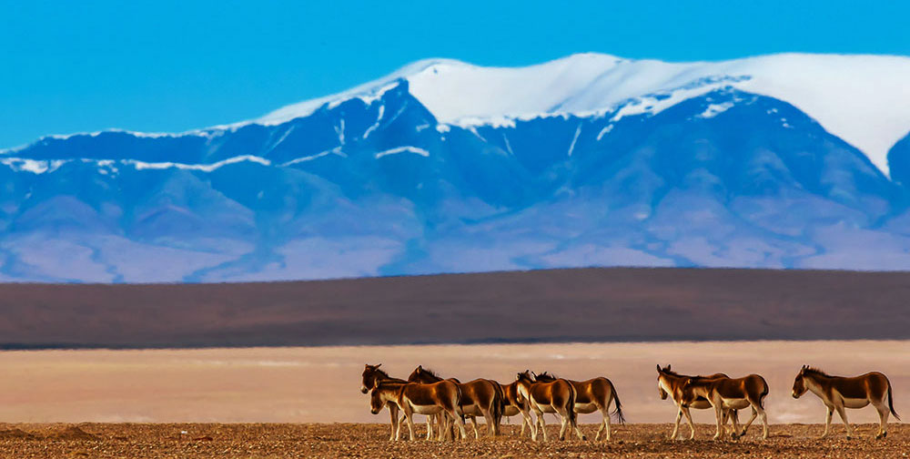 青海チベット鉄道(青蔵鉄道) 景色